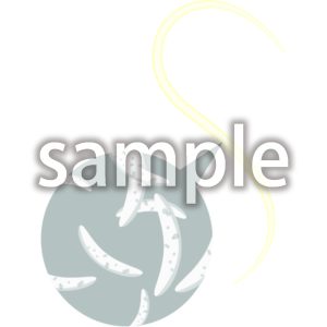 ザルコシスティス・フェアリーの画像